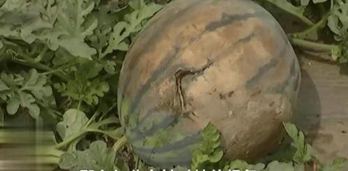 吃瓜黑料大爆炸,揭秘娱乐圈幕后真相